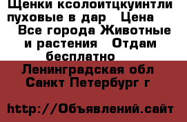 Щенки ксолоитцкуинтли пуховые в дар › Цена ­ 1 - Все города Животные и растения » Отдам бесплатно   . Ленинградская обл.,Санкт-Петербург г.